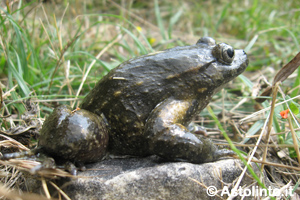 Discoglosso sardo (Discoglossus sardus), foto di esempio dell'animale.
