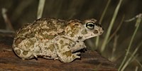 Nnatterjack toad, foto