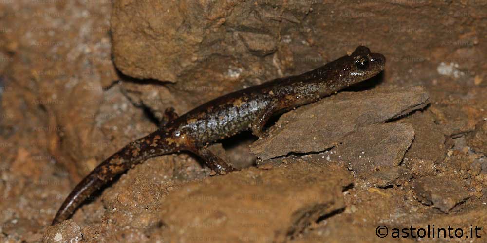 Geotritone di Ambrosi (Speleomantes ambrosii), foto di esempio dell'animale.