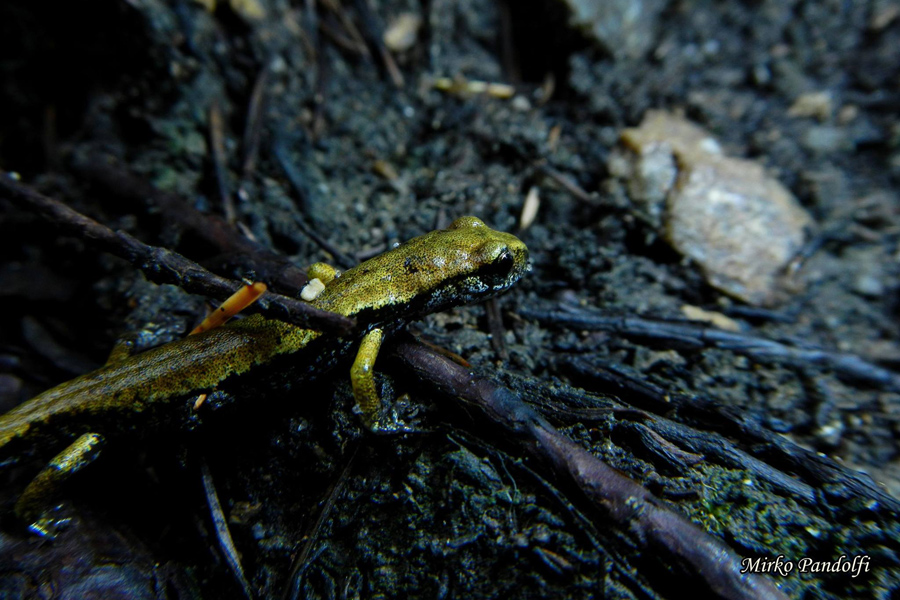 Geotritone di Ambrosi (Speleomantes ambrosii)