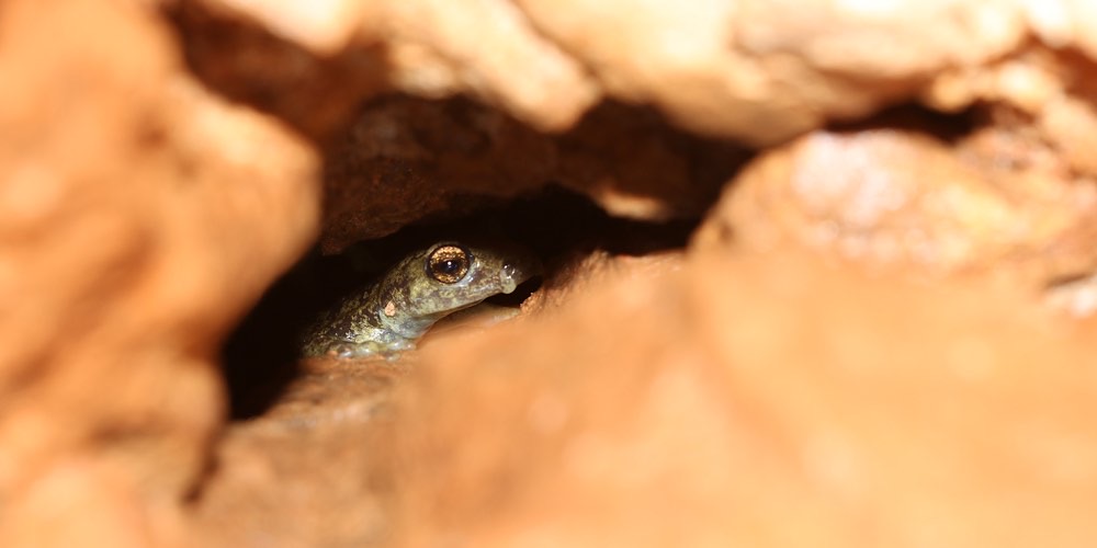 Geotritone di Ambrosi (Speleomantes ambrosii)