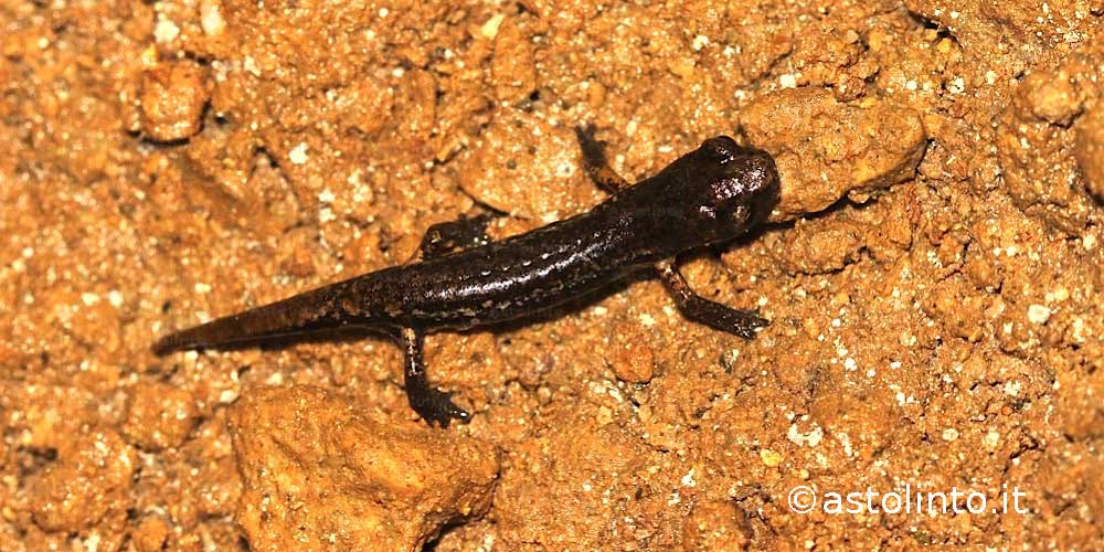 Geotritone di Ambrosi (Speleomantes ambrosii)