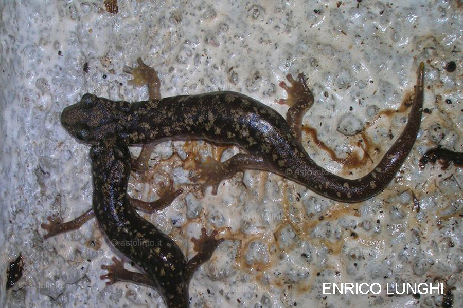 Geotritone del Sarrabus (Speleomantes sarrabusensis), foto di esempio dell'animale.