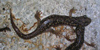 Geotritone imperiale
