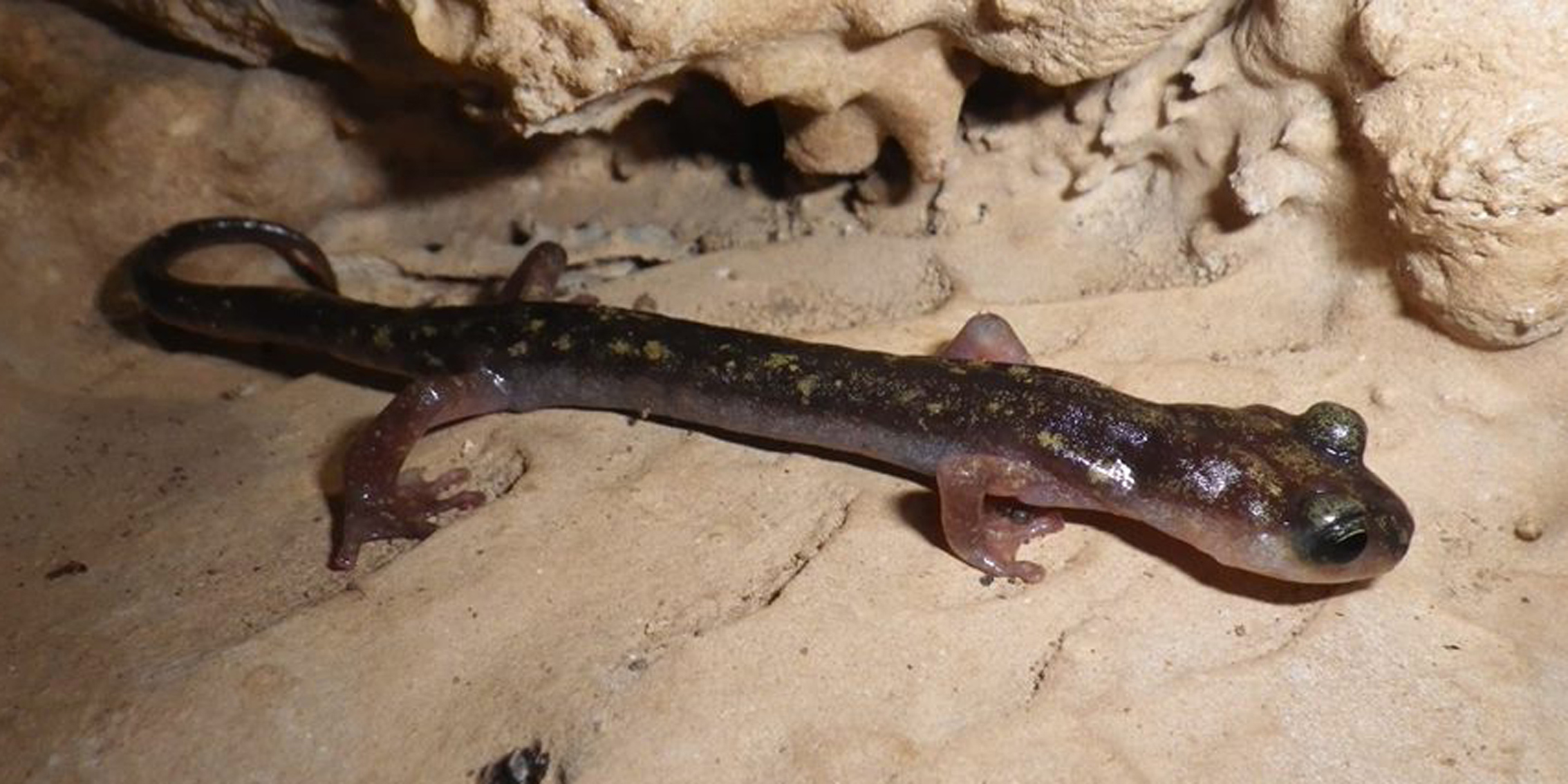 Geotritone imperiale