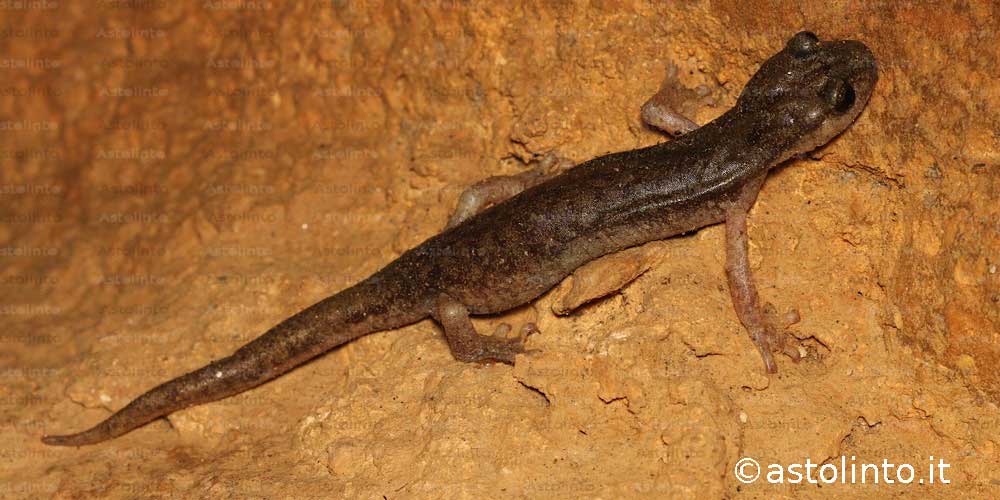 Geotritone del Supramonte (Speleomantes supramontis), foto di esempio dell'animale.