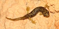 Geotritone imperiale