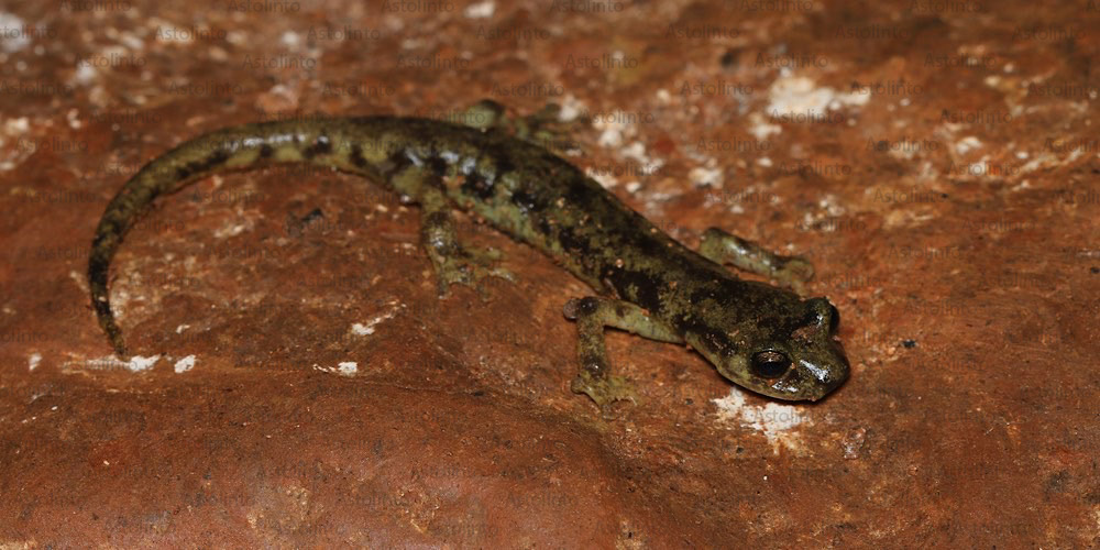 Geotritone del Monte Albo (Speleomantes flavus), foto di esempio dell'animale.