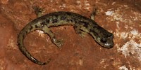Geotritone imperiale