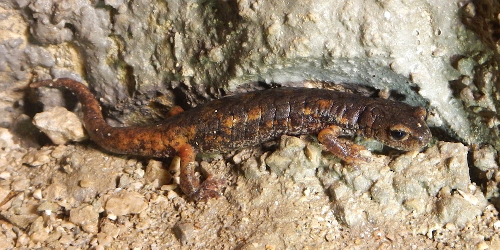 Geotritone italiano (Speleomantes italicus), foto di esempio dell'animale.