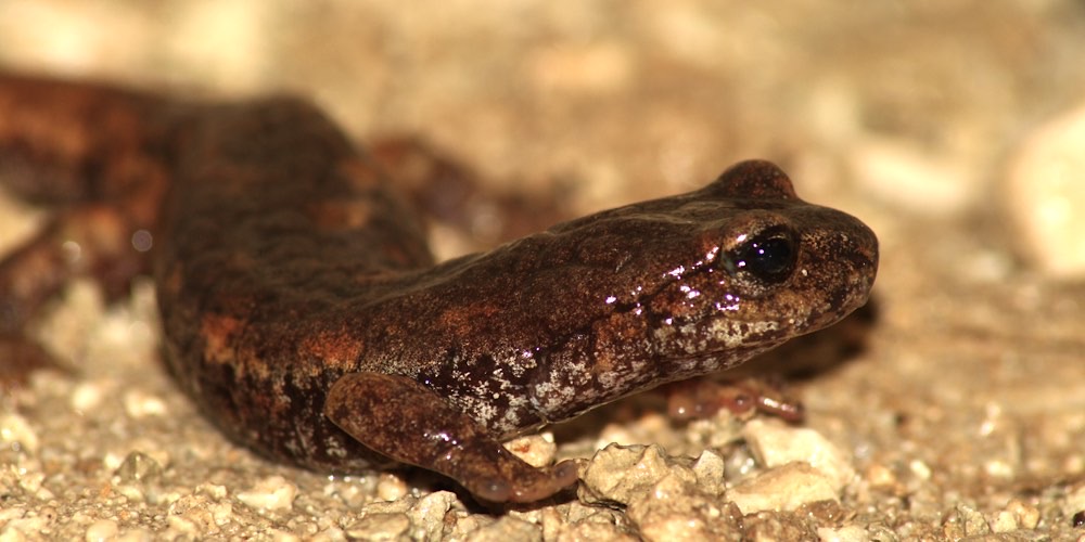 Geotritone italiano (Speleomantes italicus)