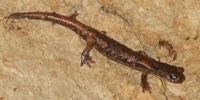 Geotritone