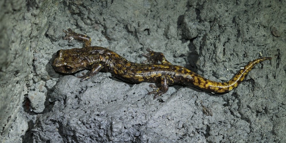 Geotritone di Strinati (Speleomantes strinatii), foto di esempio dell'animale.