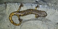 Geotritone strinatii