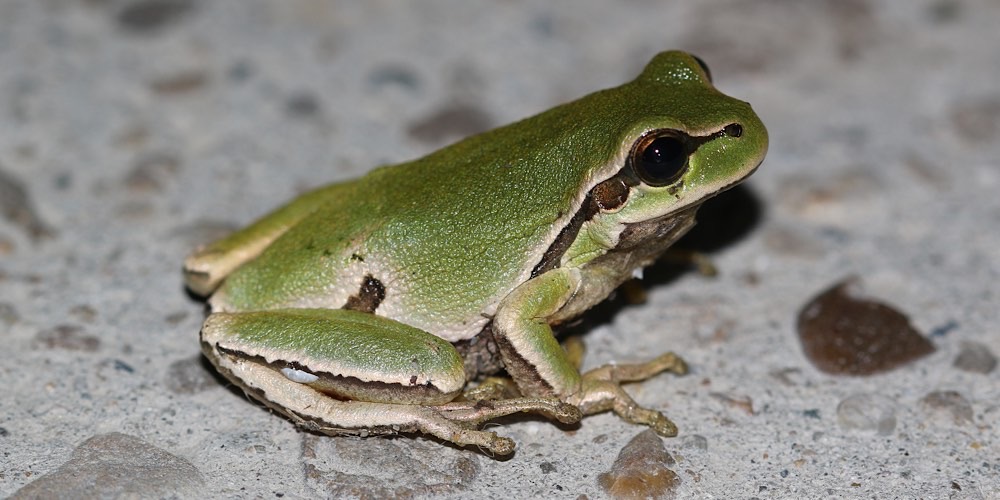 Raganella orientale (Hyla orientalis), foto di esempio dell'animale.