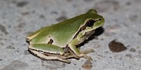 Eastern tree frog, foto