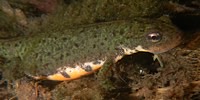Boscas newt, foto