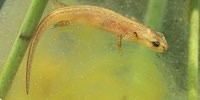 Palmate newt, foto