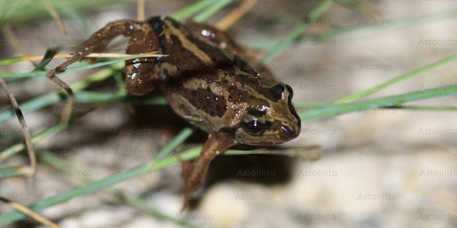 Pelobate fosco (Pelobates fuscus), foto di esempio dell'animale.