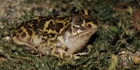 Western spadefoot toad, foto