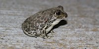 Eastern spadefoot toad, foto