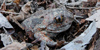 Common spadefoot toad, foto