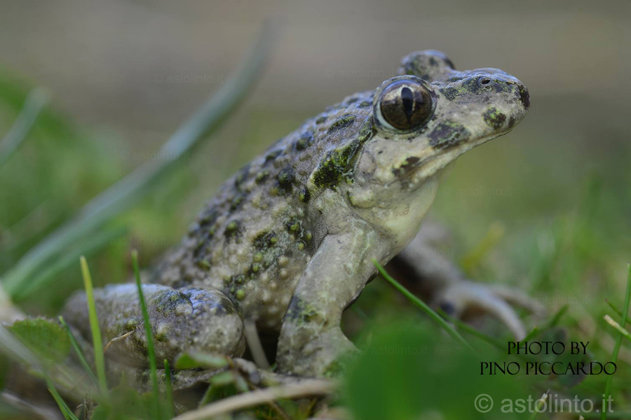 Pelodite punteggiato (Pelodytes punctatus), foto di esempio dell'animale.