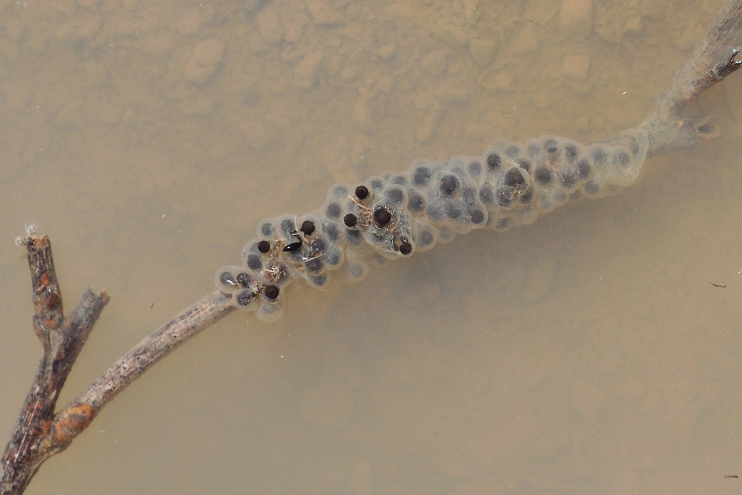 Pelodite punteggiato (Pelodytes punctatus)