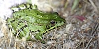 Iberian water Frog, foto