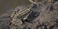 Albanian water Frog, foto