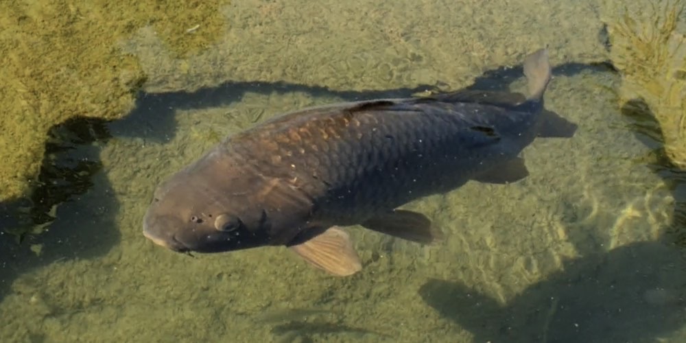 Carpa comune (Cyprinus carpio), foto di esempio dell'animale.