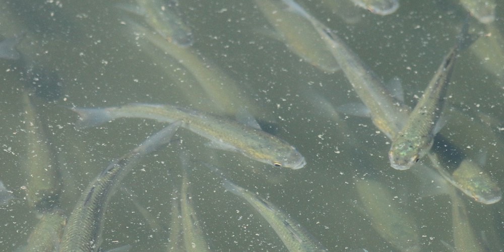 Cefalo Bosega (Chelon labrosus), foto di esempio dell'animale.