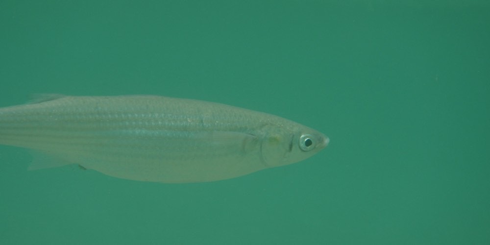 Cefalo calamita (Chelon ramada), foto di esempio dell'animale.