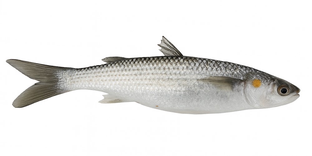 Cefalo dorato (Liza aurata), foto di esempio dell'animale.