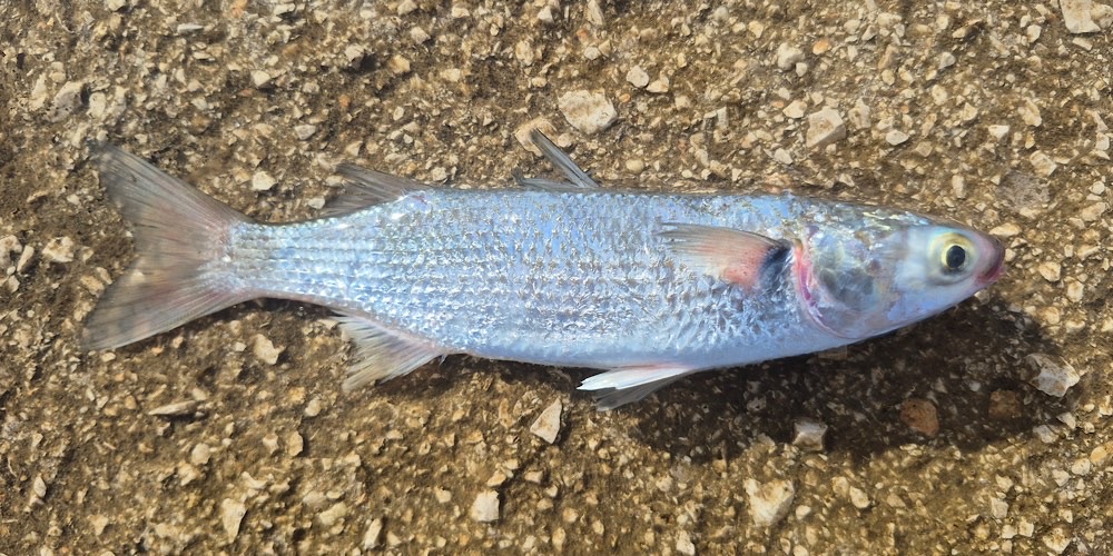 Cefalo comune (Mugil cephalus), foto di esempio dell'animale.