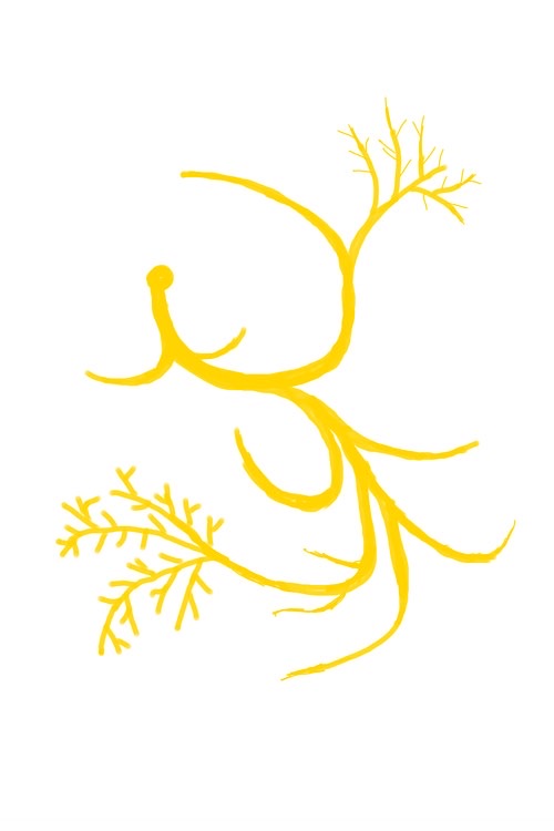 Mappa filogenetica teleostei