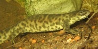 Sharp-ribbed newt, foto