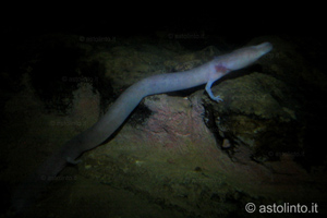 Proteo (Proteus anguinus), foto di esempio dell'animale.