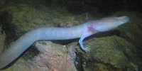 Olm, foto