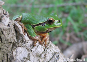 Italian tree frog