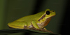 adult