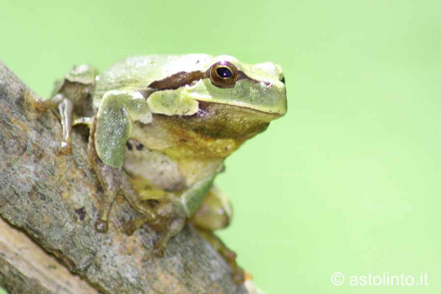 Raganella italiana (Hyla intermedia)