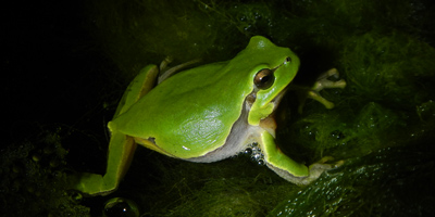 Raganella italiana (Hyla intermedia)