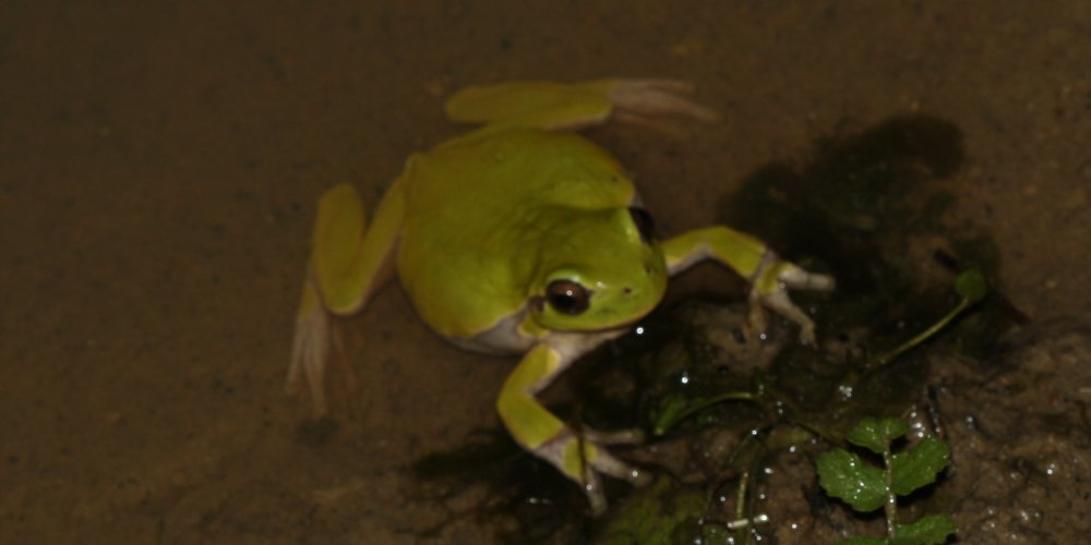 Raganella italiana (Hyla intermedia)