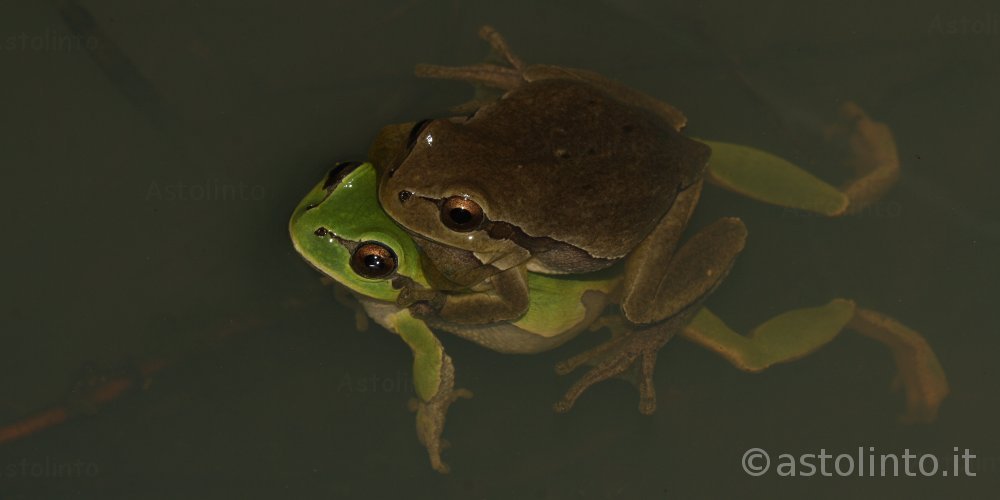 Raganella italiana (Hyla intermedia)