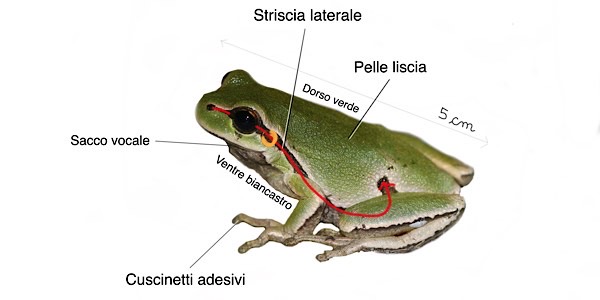 Raganella italiana, caratteristiche