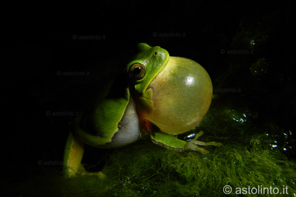Raganella italiana (Hyla intermedia)