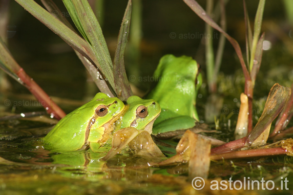 Raganella italiana (Hyla intermedia)