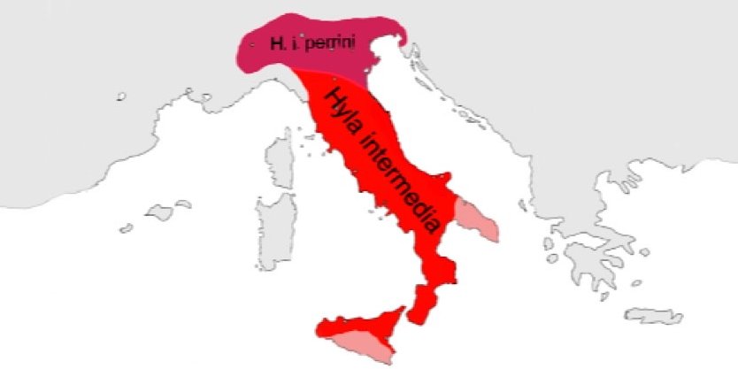 Distribuzione della specie Hyla intermedia.