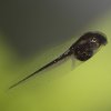 Raganella italiana (Hyla intermedia), foto del girino